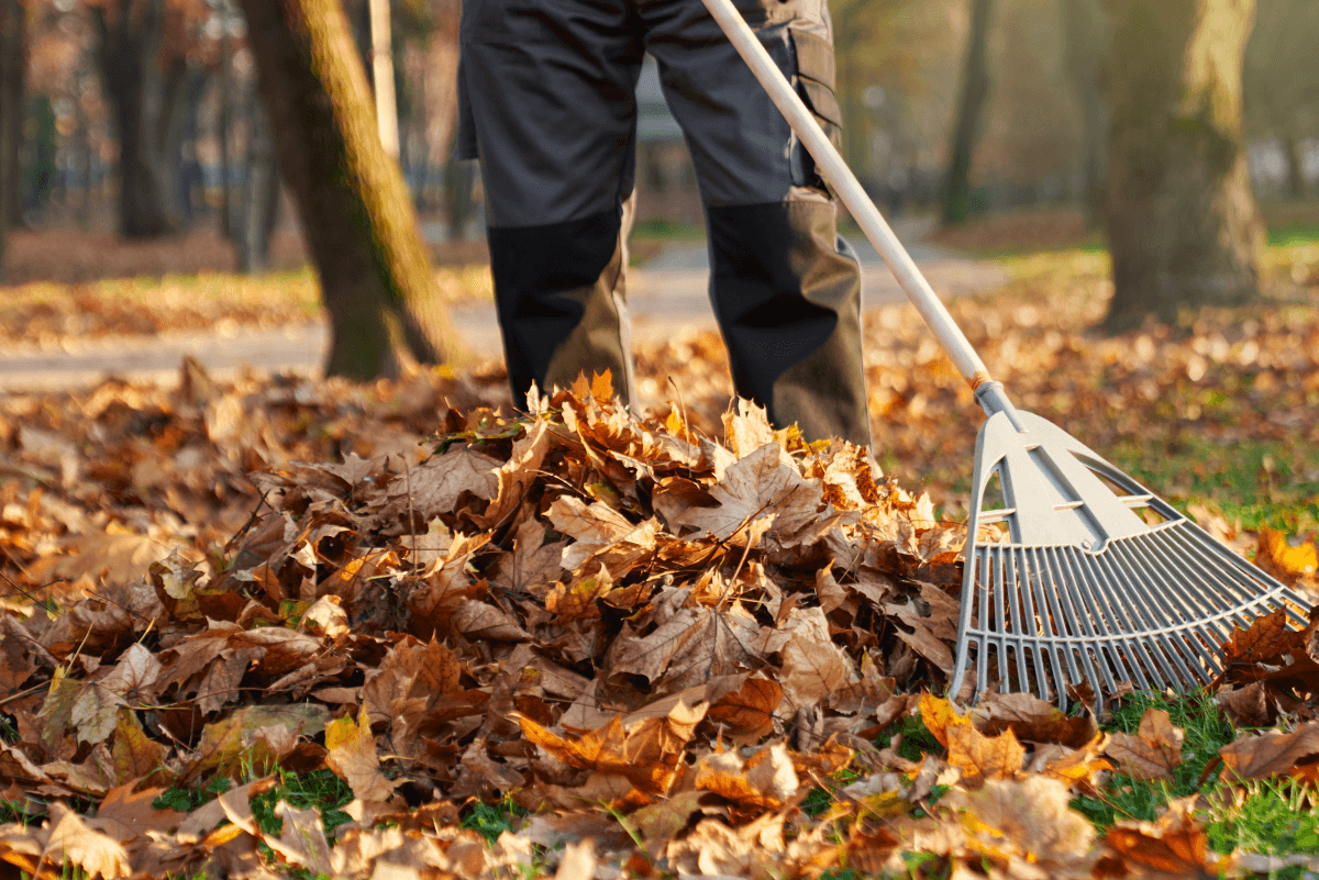 Leaf Removal in Haslet