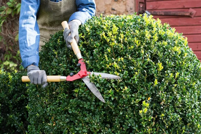 Shrub Trimming in Hurst